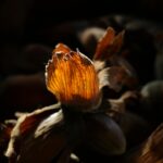 Photo Golden brown